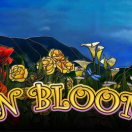 In Bloom